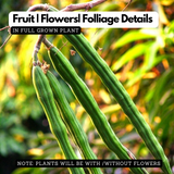 Moringa / Muringa / Drumstick Tree (Layered) (Moringa oleifera) Fruit/Ornamental/Medicinal/ Live Plant (Home & Garden)