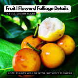 Baraba ( Garcinia intermedia ) Fruit/Flowering/Ornamental Live Plant (Home & Garden)