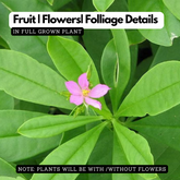 Sambar Cheera | Ceylon Spinach ( Talinum Triangulara ) Flowering/Medicinal Live Plant (Home & Garden)