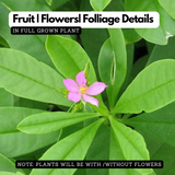 Sambar Cheera | Ceylon Spinach ( Talinum Triangulara ) Flowering/Medicinal Live Plant (Home & Garden)