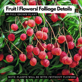 Litchi / Lychee (Litchi chinensis) Fruit Live Plant (Home & Garden)