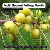 Nelli / Amla Tree / Indian Gooseberry (Phyllanthus emblica) Grafted Fruit/Medicinal Live Plant (Home & Garden)