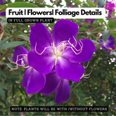 Melastoma Purple (Melastoma malabathricum) Flowering/Ornamental Live Plant (Home & Garden)