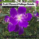 Melastoma Purple (Melastoma malabathricum) Flowering/Ornamental Live Plant (Home & Garden)