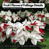 Bleeding Heart (Lamprocapnos) Flowering/Ornamental Live Plant (Home & Garden)