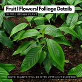 Adalodakam / Malabar nut (Justicia adhatoda) Flowering/Ornamental/Medicinal Live Plant (Home & Garden)