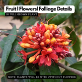 Sita Ashoka Plant / Ashoka Tree (Saraca asoca) Flowering/Ornamental Live Plant (Home & Garden)