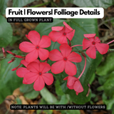 Red Leadwort / Chuvanna koduveli / Chethi koduveli (Plumbago Indica) Flowering/Ornamental/Medicinal Live Plant (Home & Garden)