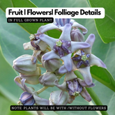 Erukku / Crown Flower (Calotropis gigantea) Flowering/Ornamental/Medicinal/ Live Plant (Home & Garden)