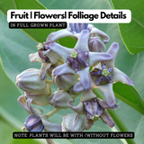 Erukku / Crown Flower (Calotropis gigantea) Flowering/Ornamental/Medicinal/ Live Plant (Home & Garden)