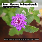 Kesavardhini Plant (Centratherum Punctatum) Flowering/Ornamental/Medicinal Live Plant (Home & Garden)