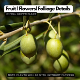 Olive Plant (Olea europaea) Fruit Live Plant (Home & Garden)