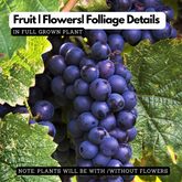 Grape / Munthiri (Black) (Vitis vinifera) Fruit/Ornamental Live Plant (Home & Garden)