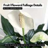 Peace Lily (Spathiphyllum) Flowering/Ornamental Live Plant (Home & Garden)