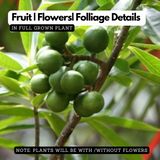 Rudraksha Plant (Elaeocarpus ganitrus) Flowering/Ornamental Live Plant (Home & Garden)