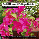 Hanging Bougainvillea / Paperflower (Bougainvillea glabra) Flowering/Ornamental Live Plant (Home & Garden)