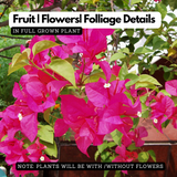 Hanging Bougainvillea / Paperflower (Bougainvillea glabra) Flowering/Ornamental Live Plant (Home & Garden)