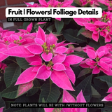 Pink Poinsettia / Christmas Flower (Euphorbia pulcherrima) Flowering/Ornamental Live Plant (Home & Garden)