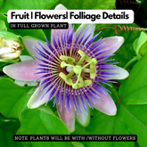 Passion Flower ( Passiflora incarnata ) Flowering/Ornamental Live Plant (Home & Garden)