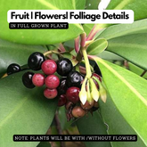 Kili Njaval (Ardisia elliptica) Fruit / Medicinal Live Plant (Home & Garden)
