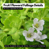 Brahmi Plant (Bacopa monnieri) Ornamental/Medicinal Live Plant (Home & Garden)