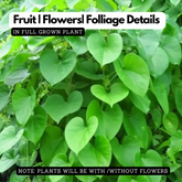 Giloy Plant / Chittamruthu (Tinospora cordifolia) Medicinal Live Plant (Home & Garden)