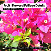 Bougainvillea / Paperflower (Bougainvillea glabra) Flowering/Ornamental Live Plant (Home & Garden)