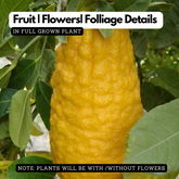 Ganapathi Lemon / Ganapathi Narakam / Kottanaranga / Wild Lemon (Citrus Medica) Fruit/Ornamental/Medicinal Live Plant (Home & Garden)