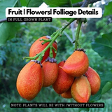 Peanut Butter (Bunchosia glandulifera) Seedling Fruit Live Plant (Home & Garden)