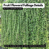 Curtain Plant (Vernonia Elaeagnifolia) Ornamental Live Plant (Home & Garden)