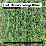 Curtain Plant (Vernonia Elaeagnifolia) Ornamental Live Plant (Home & Garden)