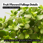 Jade Plant (Crassula ovata) Ornamental Live Plant (Home & Garden)