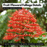 Flowering Plant Birth Star: Rohini (Plant: Hanuman Kireedam / Krishnakireedam / Red Pagoda) (Clerodendrum paniculatum) Flowering/Ornamental Live Plant (H&G)