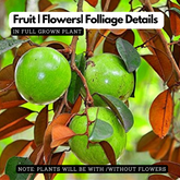 Star Apple / Milk fruit / Golden Leaf Tree (Arlo Chrysophyllum cainito) Fruit Live Plant (Home & Garden)