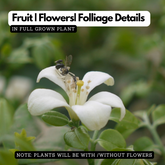 Maramulla (Murraya paniculata) Flowering/Ornamental Live Plant (Home & Garden)