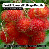 Rambutan (Grafted) (Nephelium lappaceum) Fruit Live Plant (Home & Garden)