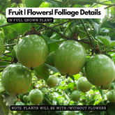 Passion Fruit (Passiflora edulis) Fruit/Flowering/Ornamental Live Plant (Home & Garden)