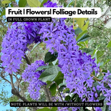 Sand paper Vine / Purple Wreath (Petrea Volubilis) Wine Creeper Flowering/Ornamental Live Plant (Home & Garden)