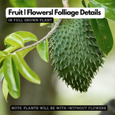 Sweet Mullatha / Soursop ( Annona muricata ) Fruit Live Plant (Home & Garden)
