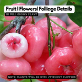 Chamba / Water Apple (Syzygium samarangense) Fruit/Ornamental Live Plant (Home & Garden)