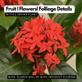 Flowering Plant Birth Star: Chothi (Plant: Red Ixora / Kaashi Chethi) (Ixora coccinea) Flowering/Ornamental Live Plant (H&G)