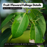 True Cinnamon Plant / Bay Leaf (Cinnamomum verum) Ornamental/Medicinal Live Plant (Home & Garden)