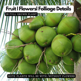 Coconut Tree (Gangabondam) (Cocus nucifera) Fruit Live Plant (Home & Garden)