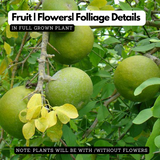 Bael Tree / Bilva Patra / Bel Patra / Indian Bael / Koovalam / Wood Apple (Aegle marmelos) Fruit/Medicinal Live Plant (Home & Garden)