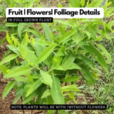 White Sandal Wood Plant / Chandanam (Santalum album) Ornamental Live Plant (Home & Garden)