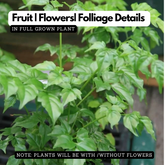 China Baby Doll (Radermachera sinica) Ornamental Live Plant (Home & Garden)