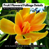 Chempakam Seedling Plant (Magnolia Champaca) Flowering/Ornamental Live Plant (Home & Garden)