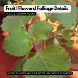 Chuma Koorka / Iruveli (Coleus Zeylanicus) Medicinal Live Plant (Home & Garden)