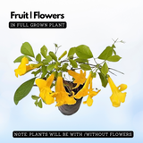 Cats Claw Creeper Plant (Hybrid , Multilayer) - Live Plant For Garden (Cats glow)