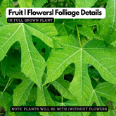 Chaya Mansa / Tree Spinach (Cnidoscolus aconitifolius) Ornamental/Medicinal Live Plant (Home & Garden)